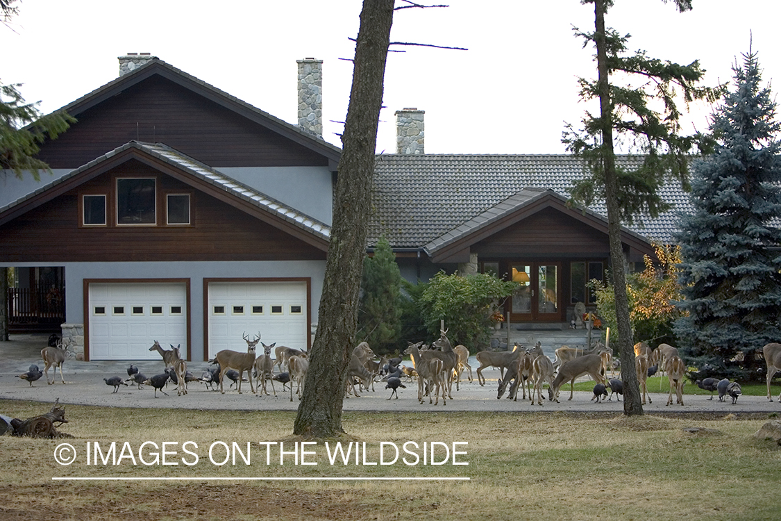 White-tailed deer in urban setting