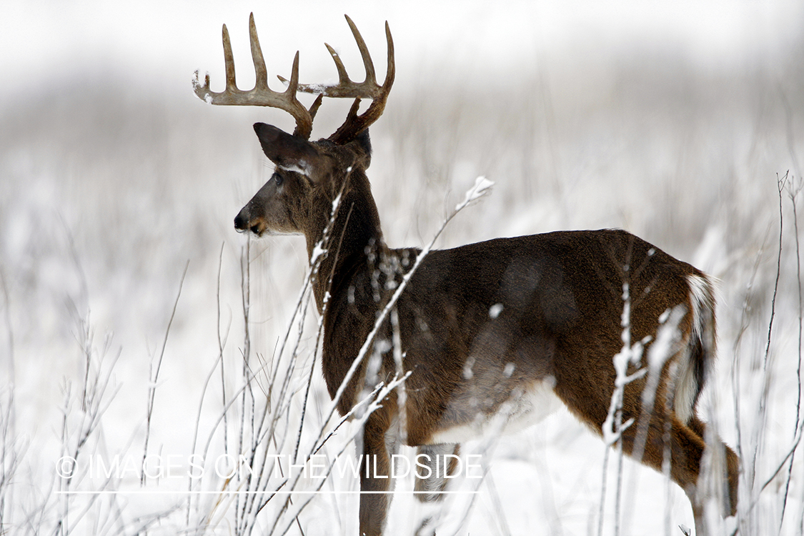 White-tailed deer in winter habitat