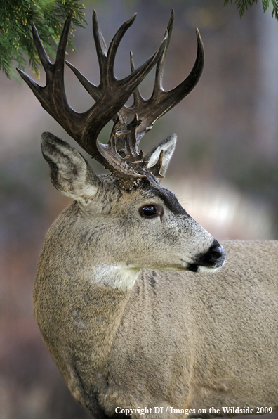 Blacktail buck in habitat.