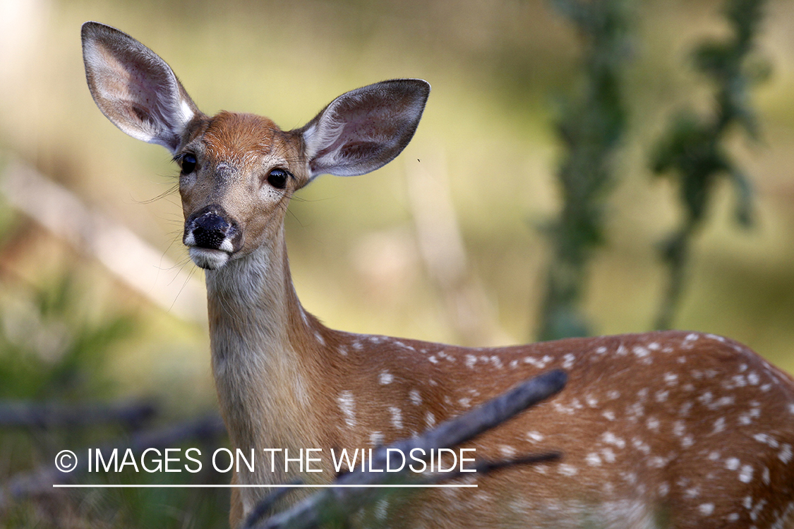 White-tailed fawn in habitat. 