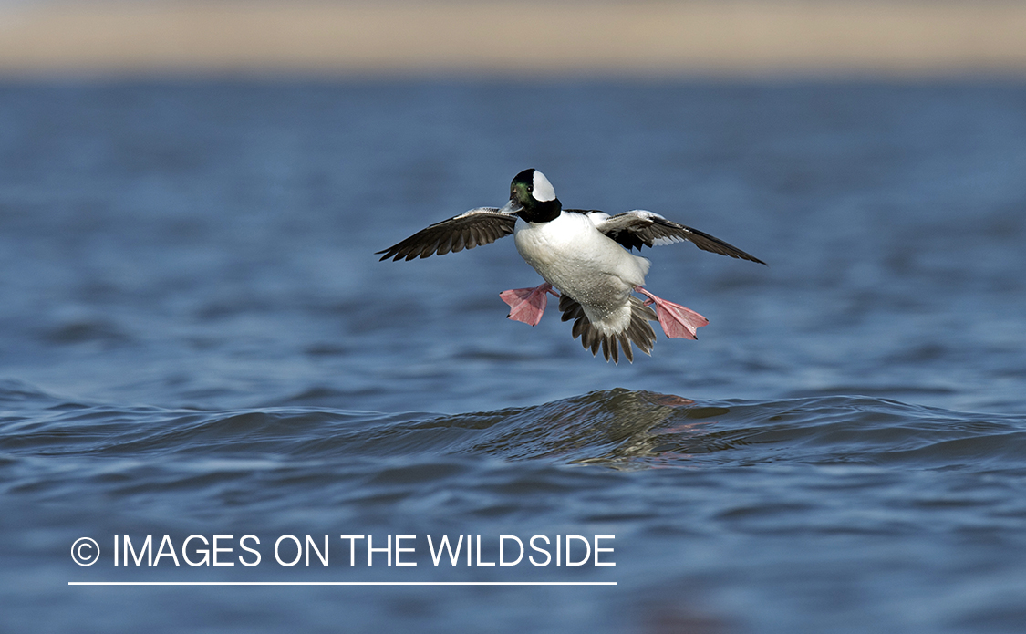 Bufflehead landing on water.