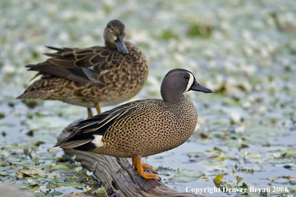 Blue-winged Teal duck pair.