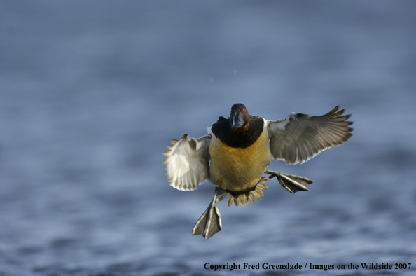 Canvasback in habitat