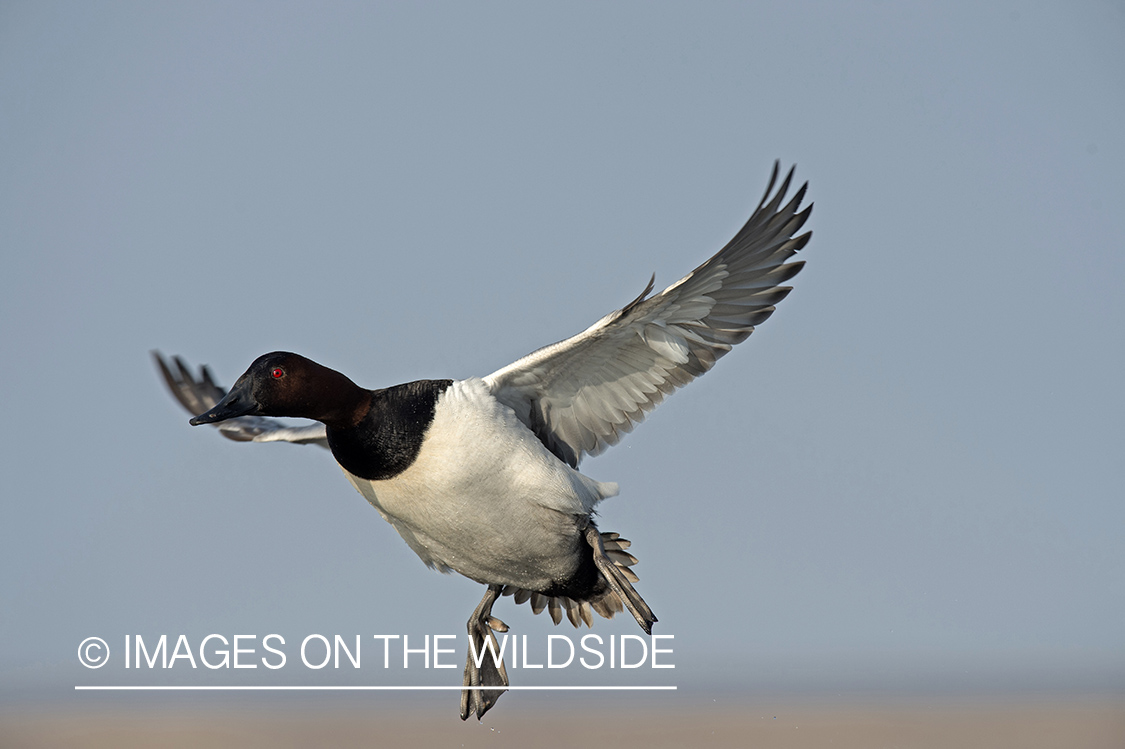 Canvasback in flight.