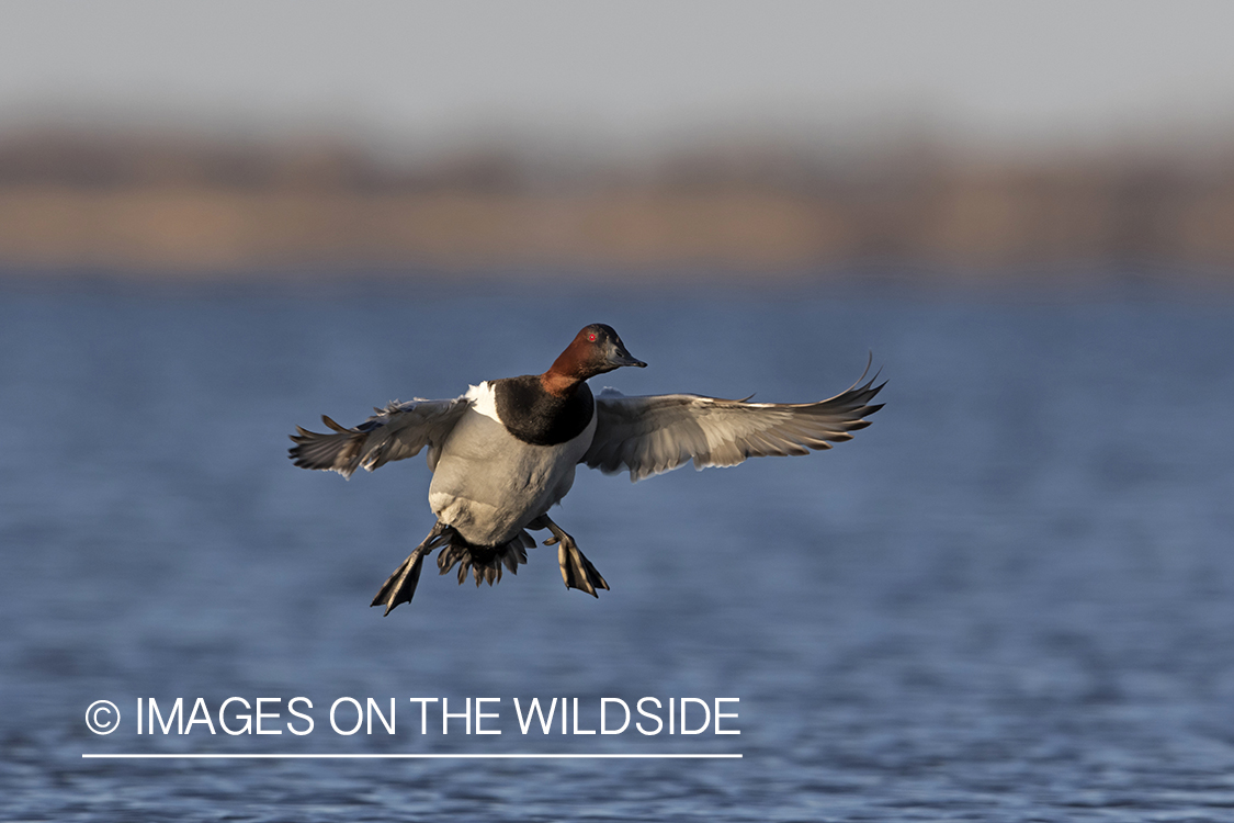 Canvasback drake in flight.