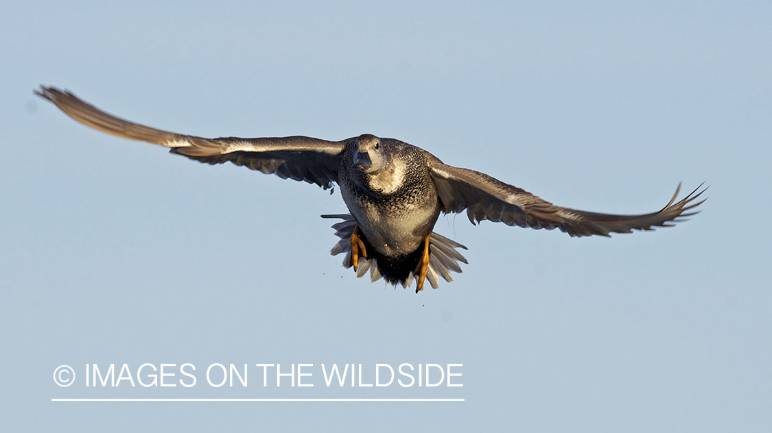 Gadwall duck in flight.