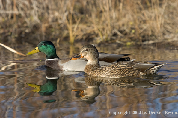 Mallards on pond.