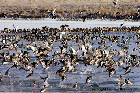 Mallard ducks in flight