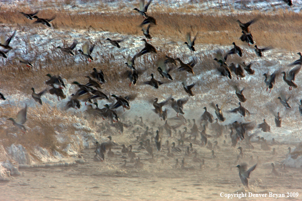 Mallard Ducks/Flock