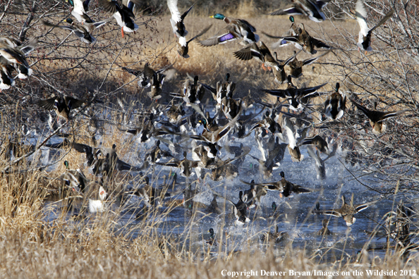 Large flock of mallards in flight. 