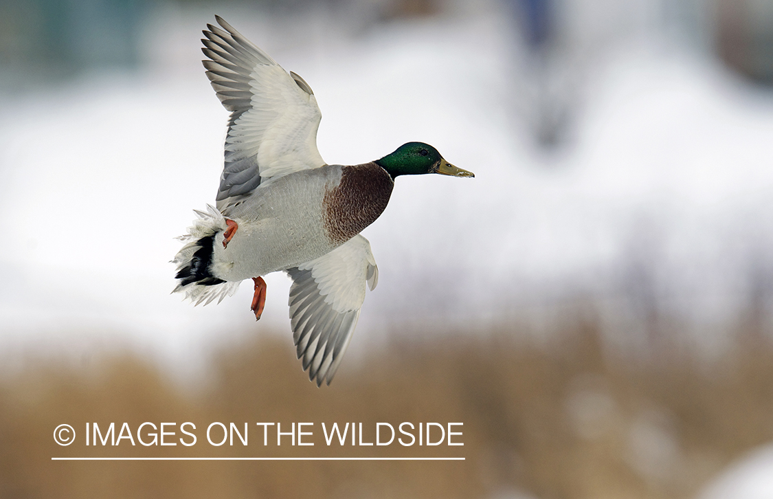 Mallard duck in flight.