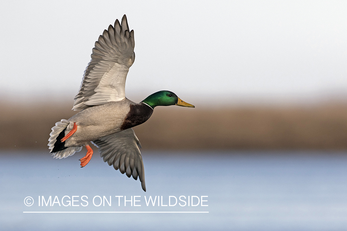 Mallard drake in flight.