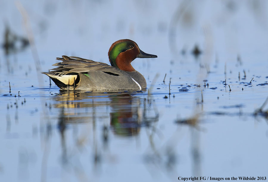 Green-winged teal in habitat.