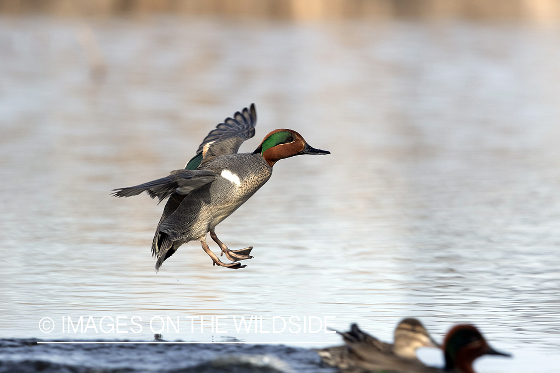 Green-winged Teal in flight.