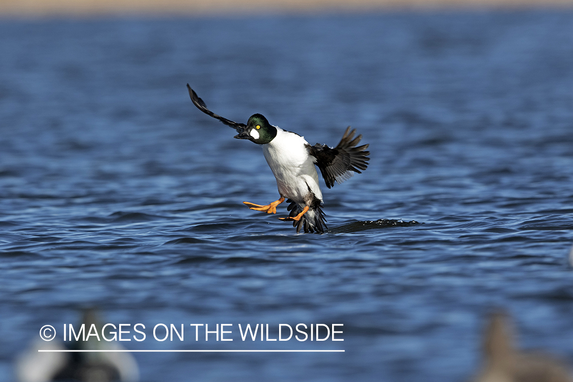 Common Goldeneye in flight over water.