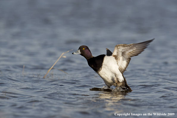 Lesser Scaup duck landing in water