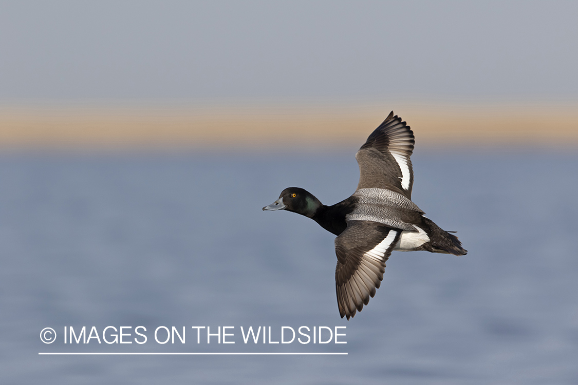 Greater Scaup in flight.