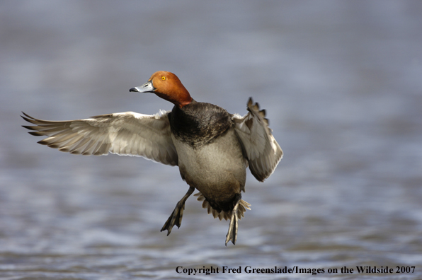 Redhead duck