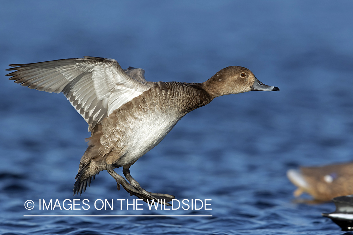 Redhead duck in flight.