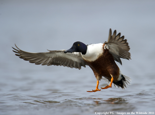 Shoveler landing on water. 