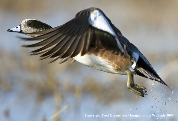 Wigeon duck in flight