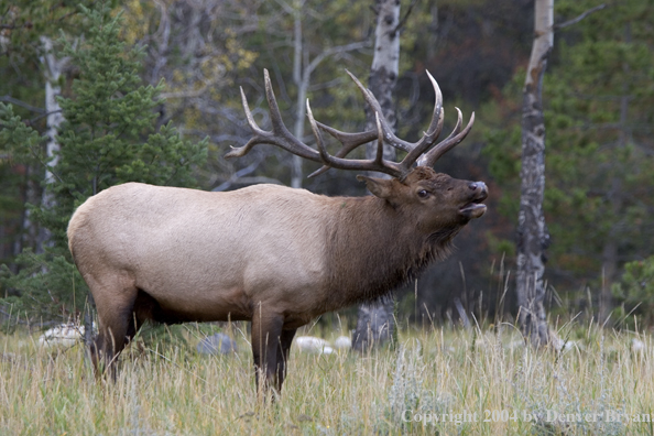 Rocky Mountain bull elk bugling.