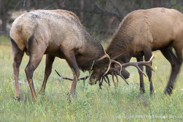 Rocky Mountain bull elk fighting.