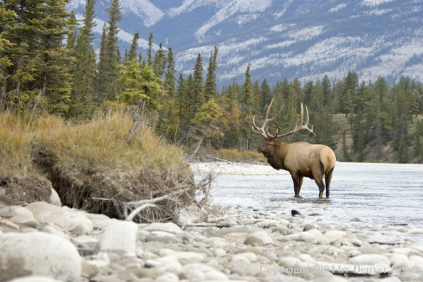 Rocky Mountain bull elk in habitat.