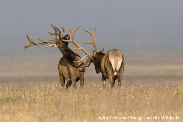 Bull elk in velvet.