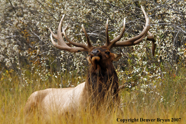 Rocky Mountain Elk bedded down