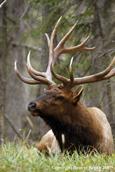 Rocky Mountain Elk bedded down