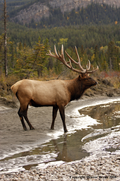 Rocky Mountain Elk 