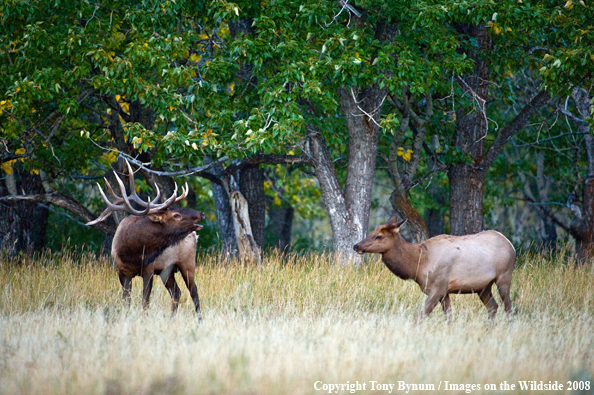 Bull Elk with Cow