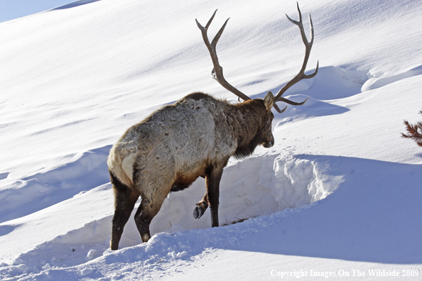 Rocky Mountain Bull Elk