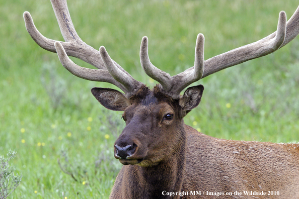 Rocky Mountain Bull Elk in the Velvet