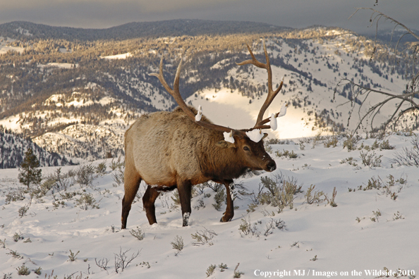 Rocky Mountain Bull Elk in habitat. 