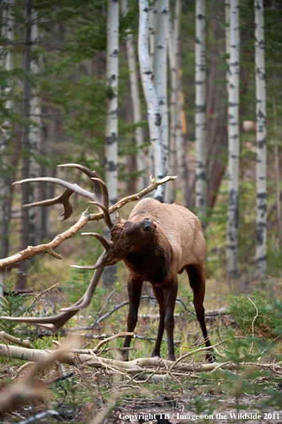 Bull elk in forest. 