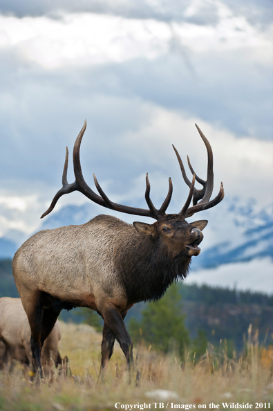 Rocky Mountain bull elk bugling. 