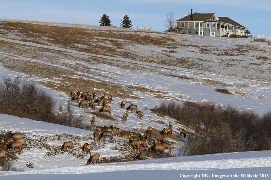 Elk in winter near urban area.