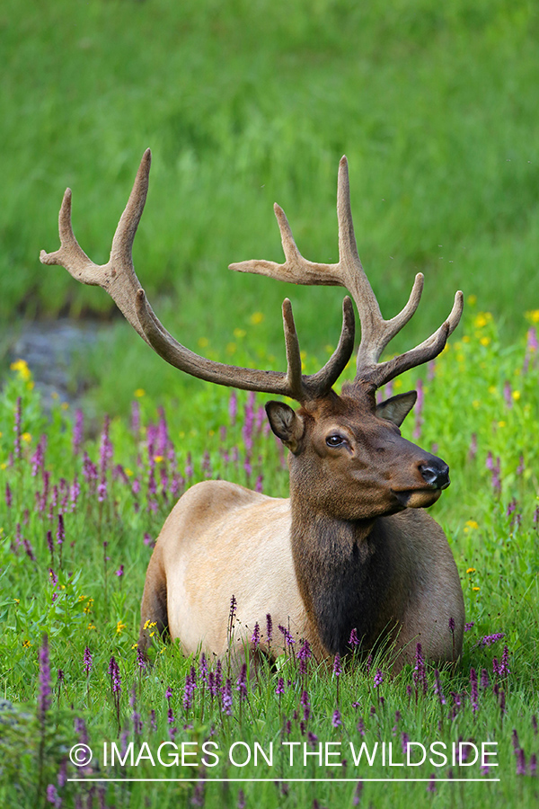 Rocky Mountain Elk in velvet.
