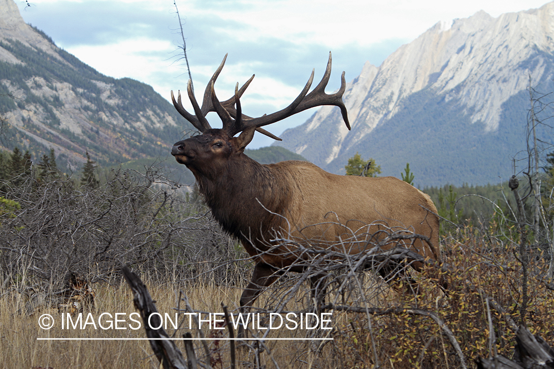 Rocky Mountain Bull Elk during the rut.