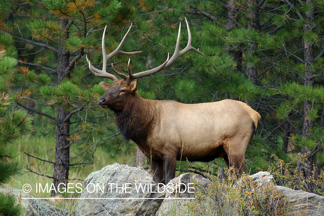 Rocky Mountain Bull Elk in habitat.