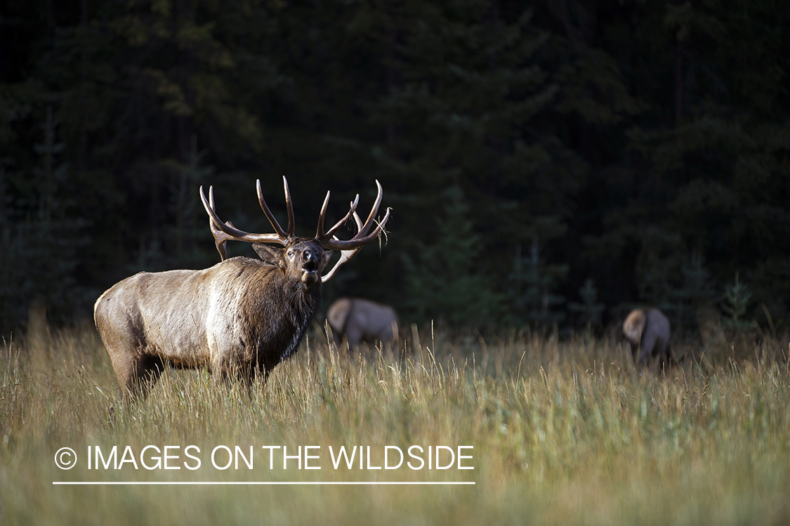 Bull elk bugling.