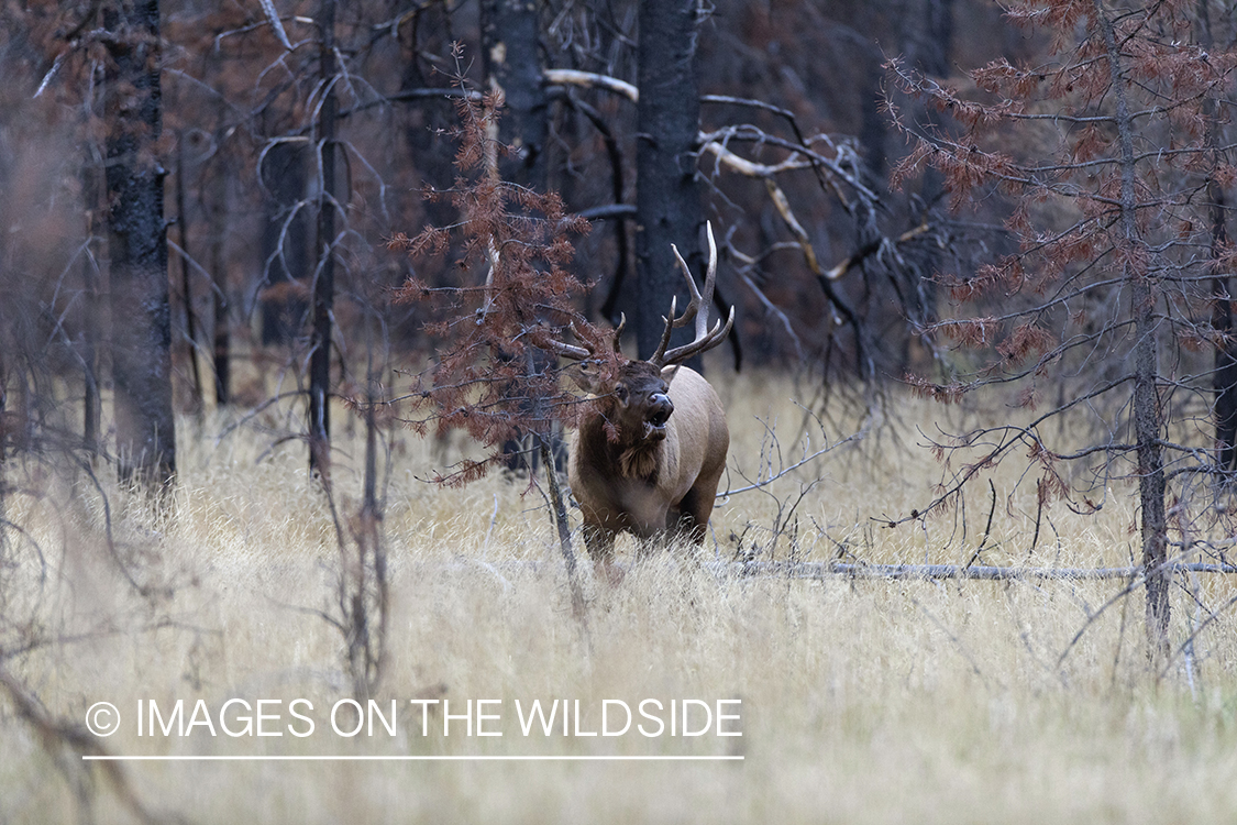 Bull elk bugling.