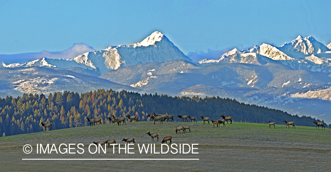 Elk herd on hill-side.