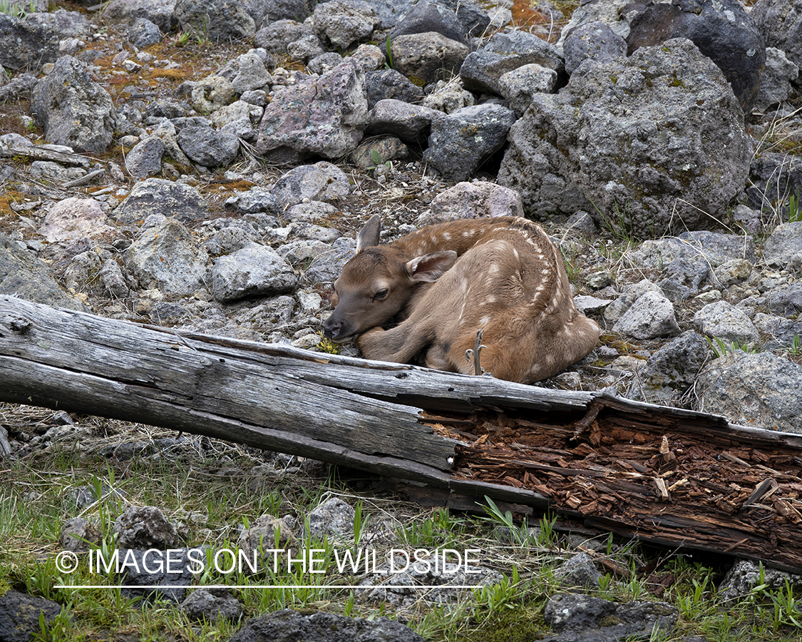 Newborn calf in habitat.