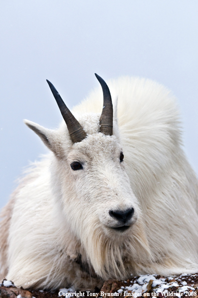 Billy Mountain Goat