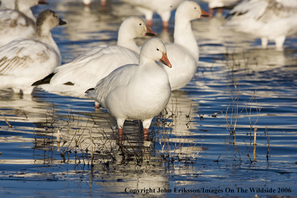 Snow geese in habitat.