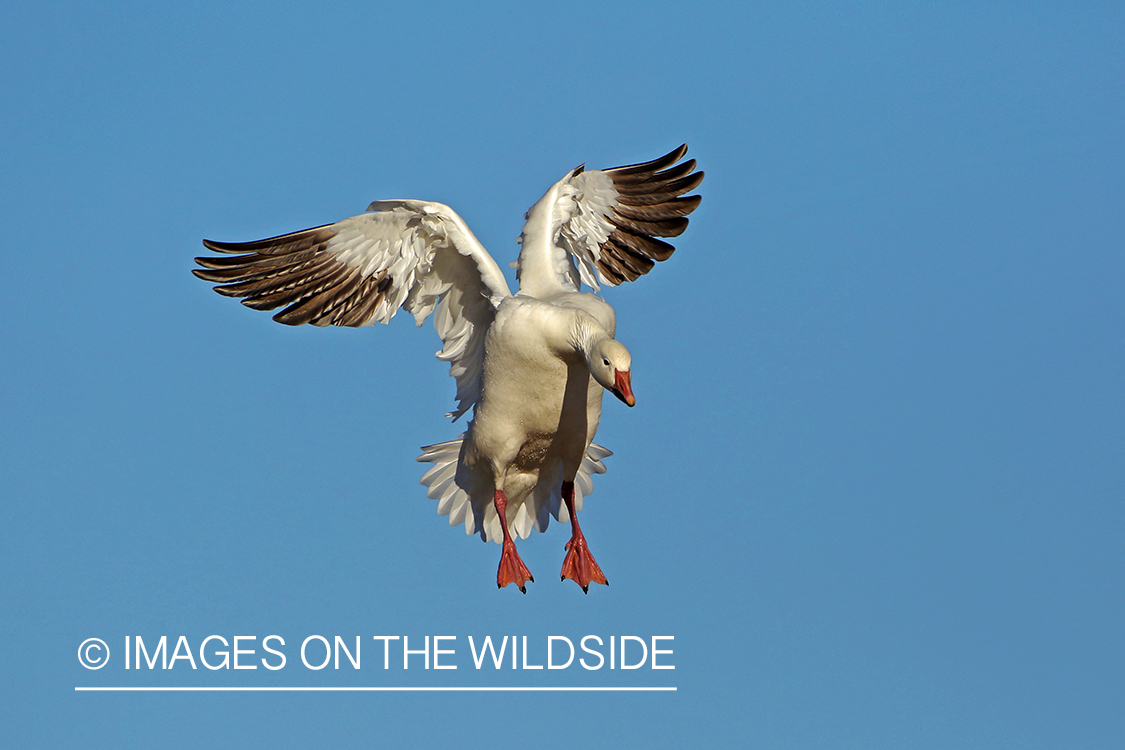 Snow goose in flight.