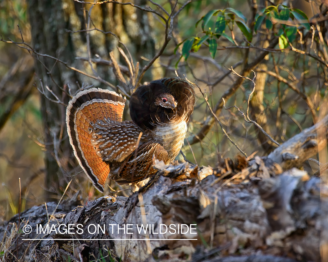 Ruffed Grouse.